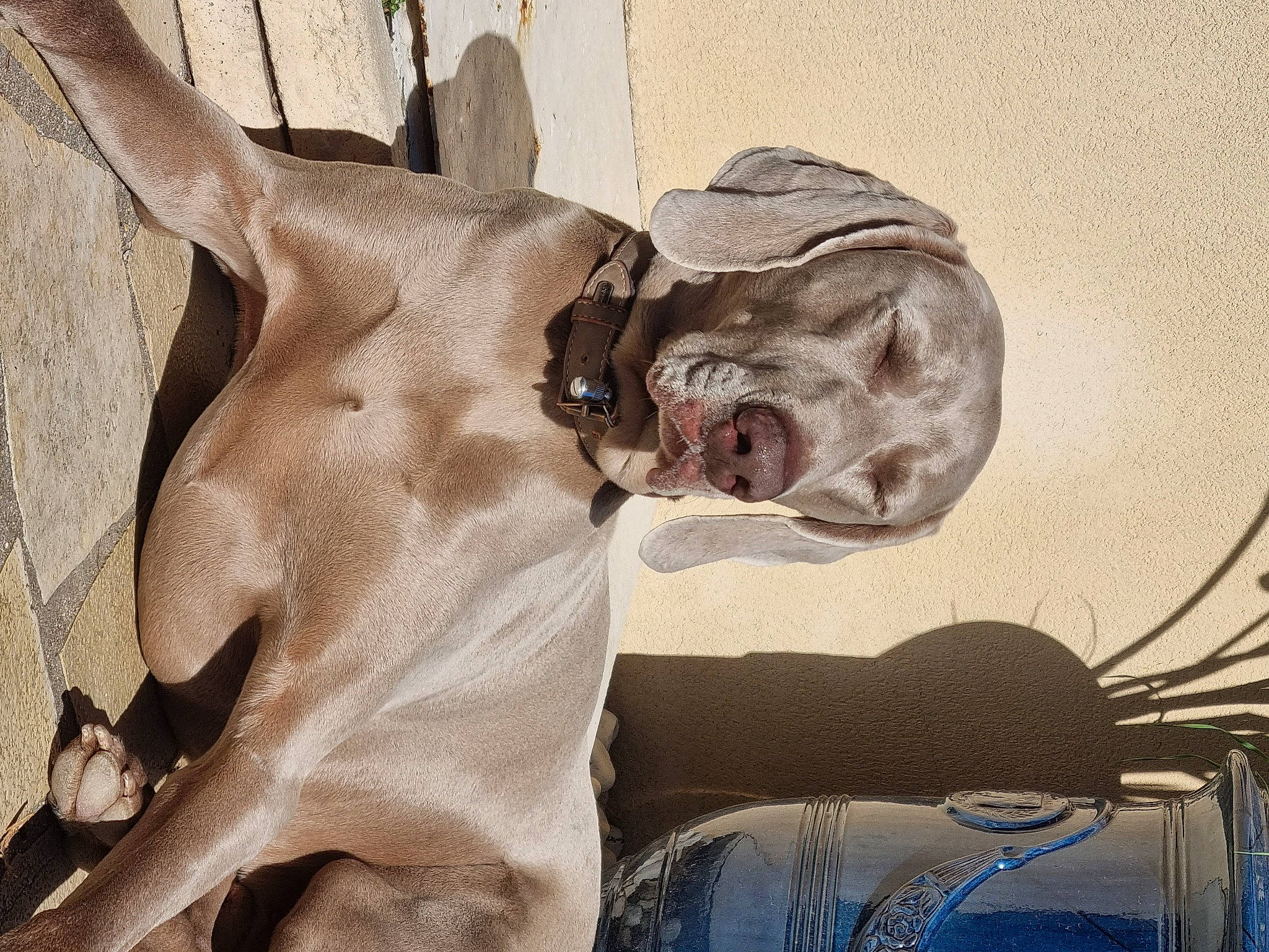 Lasko participe au concours pour gagner de l'argent avec cette photo : art, artifact, chest, eyewear, fawn, felidae, fictional_character, fur, metal, monochrome, religious_item, rock, sculpture, snout, sunglasses, terrestrial_animal, visual_arts, wildlife, wood