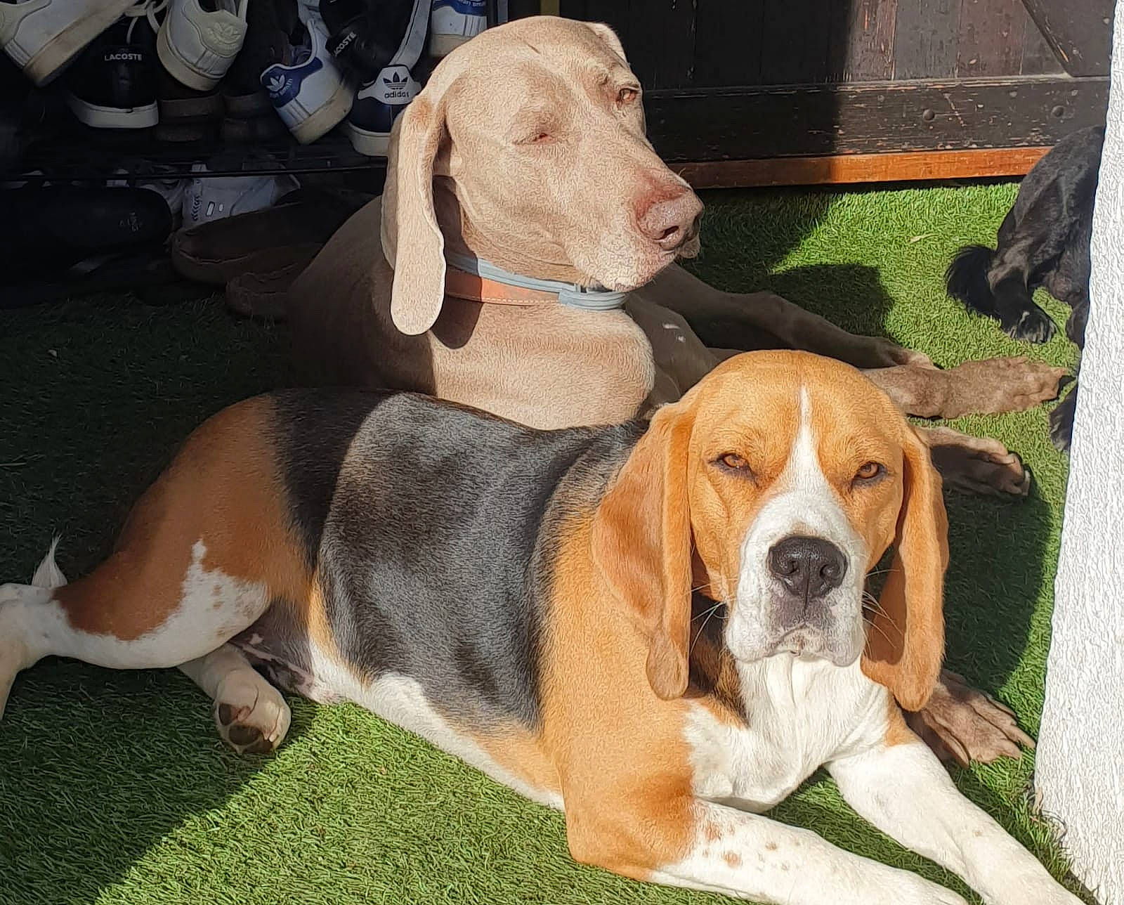 Lasko participe au concours pour gagner de l'argent avec cette photo : ancient_dog_breeds, artois_hound, beagle, canidae, carnivore, comfort, companion_dog, dog, dog_breed, fawn, hound, hunting_dog, liver, scent_hound, snout, sporting_group, terrestrial_animal, working_animal