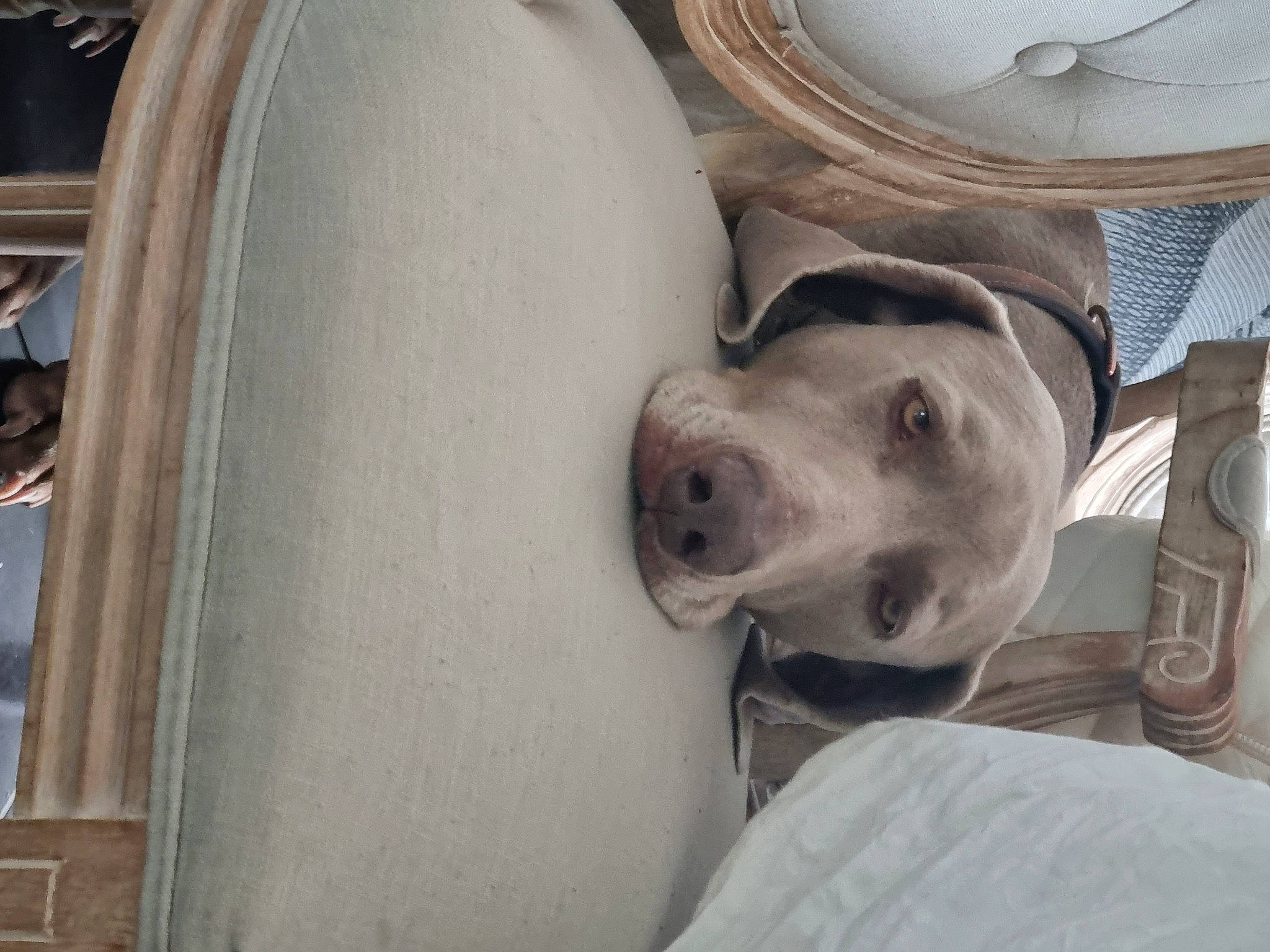 Lasko a rejoint le concours — aidez-le/la à gagner de superbes lots ! auto_part, automotive_lighting, automotive_tire, canidae, carnivore, collar, comfort, companion_dog, dog, dog_breed, dog_collar, fender, guard_dog, metal, personal_protective_equipment, snout, sporting_group, vehicle_door, whiskers, working_animal