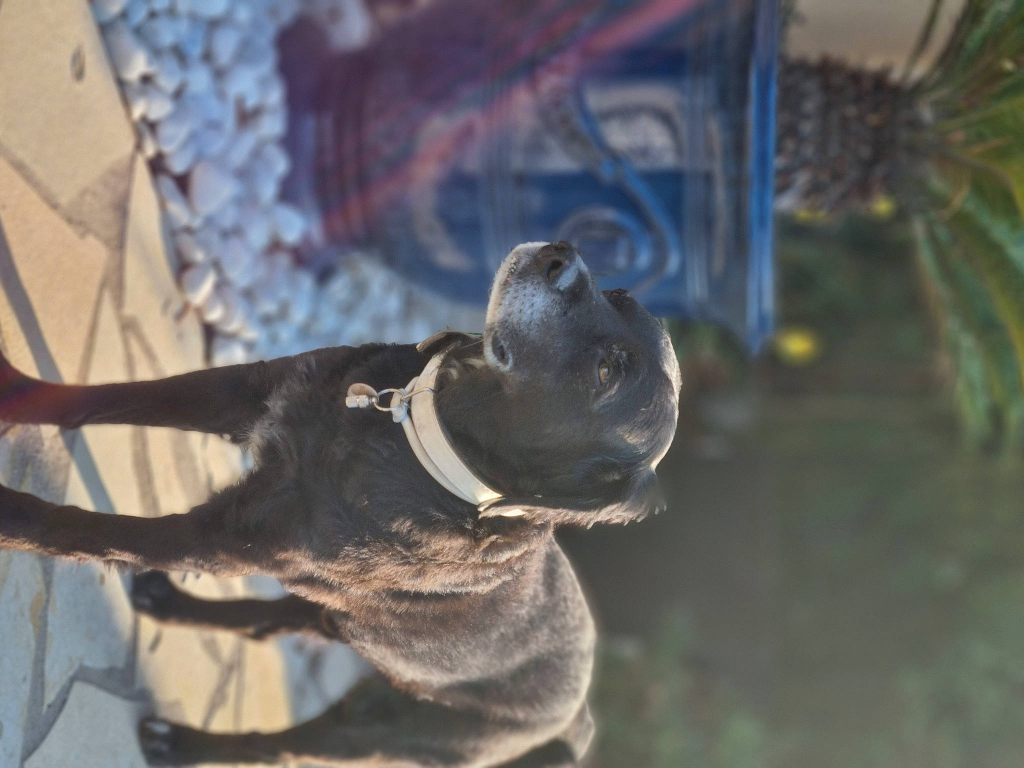 Chance participe au concours pour gagner de l'argent avec cette photo : canidae, carnivore, collar, companion_dog, dog, dog_breed, dog_collar, electric_blue, fawn, guard_dog, hunting_dog, leash, metal, non_sporting_group, pet_supply, tail, terrestrial_animal, whiskers, working_animal, working_dog