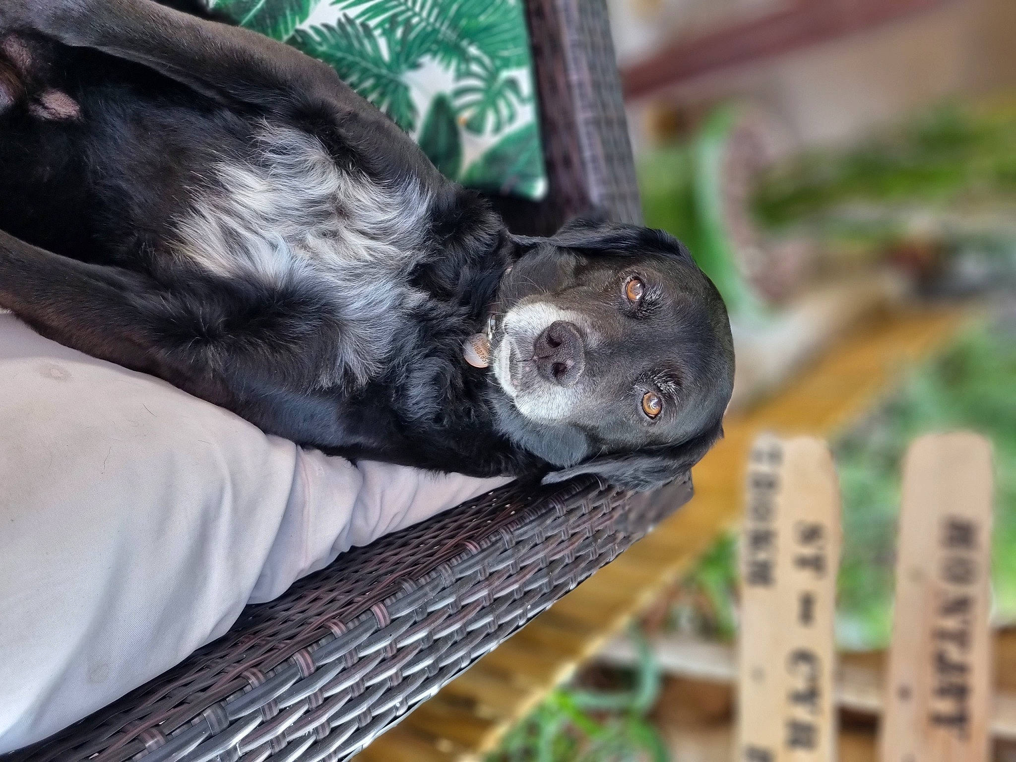 Chance participe au concours pour gagner de l'argent avec cette photo : canidae, carnivore, claw, companion_dog, dog_breed, fawn, foot, fur, paw, primate, snout, sporting_group, terrestrial_animal, toe, whiskers, wildlife, wood, working_animal