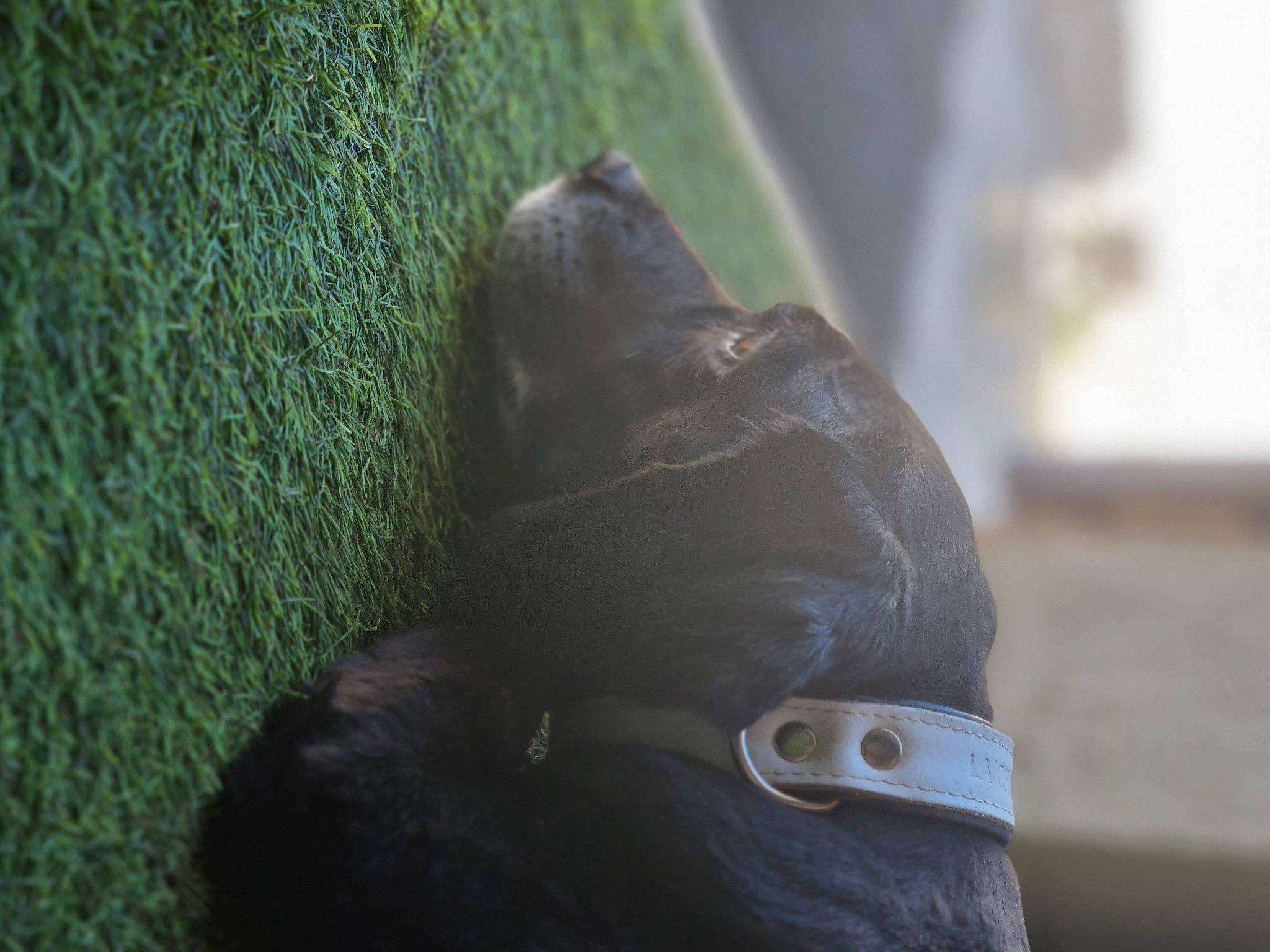 Chance a rejoint le concours — aidez-le/la à gagner de superbes lots ! canidae, carnivore, companion_dog, dog, dog_breed, dog_collar, electric_blue, fawn, felidae, fur, grass, guard_dog, liver, sculpture, sporting_group, terrestrial_animal, whiskers, wood, working_animal, wrinkle