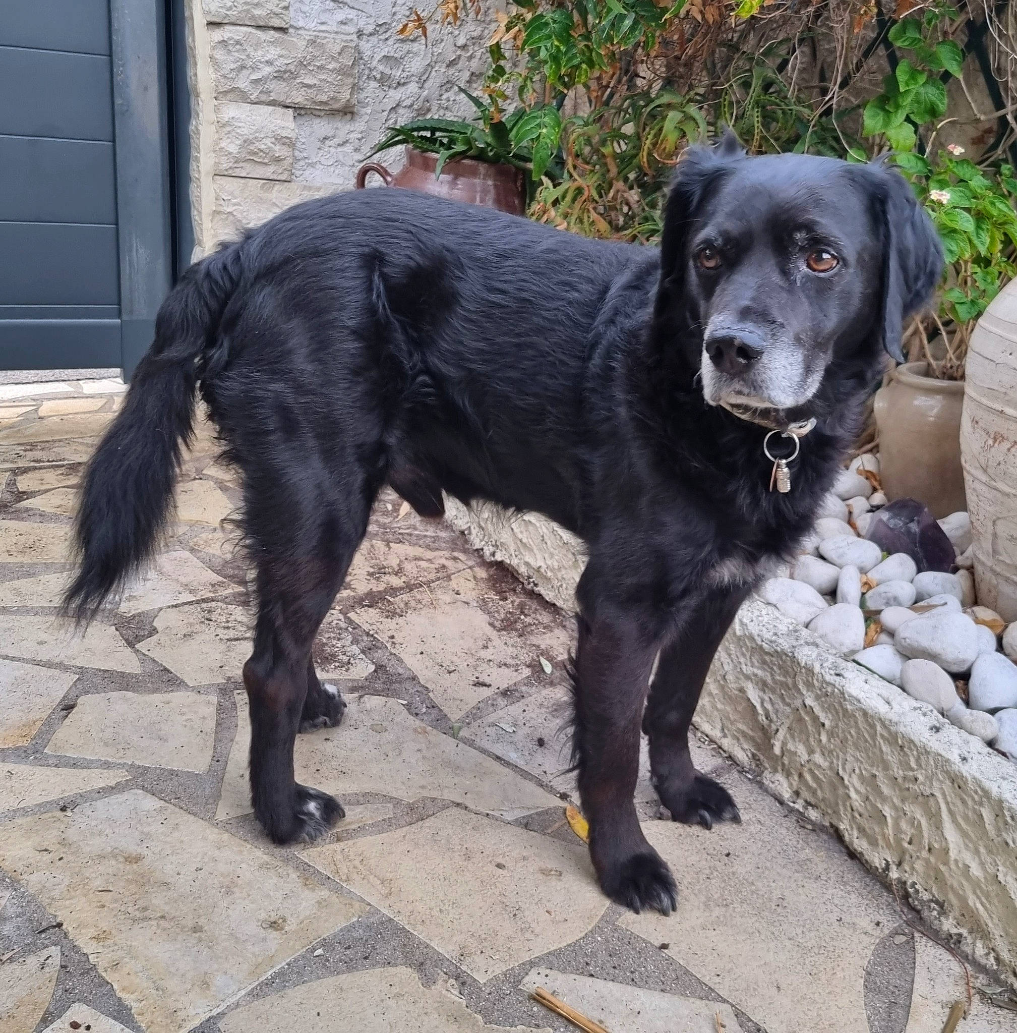 Chance participe au concours pour gagner de l'argent avec cette photo : borador, canidae, carnivore, collar, companion_dog, dog, dog_breed, dog_collar, door, fur, gun_dog, home_door, hunting_dog, retriever, snout, sporting_group, tail, terrestrial_animal, whiskers, working_animal