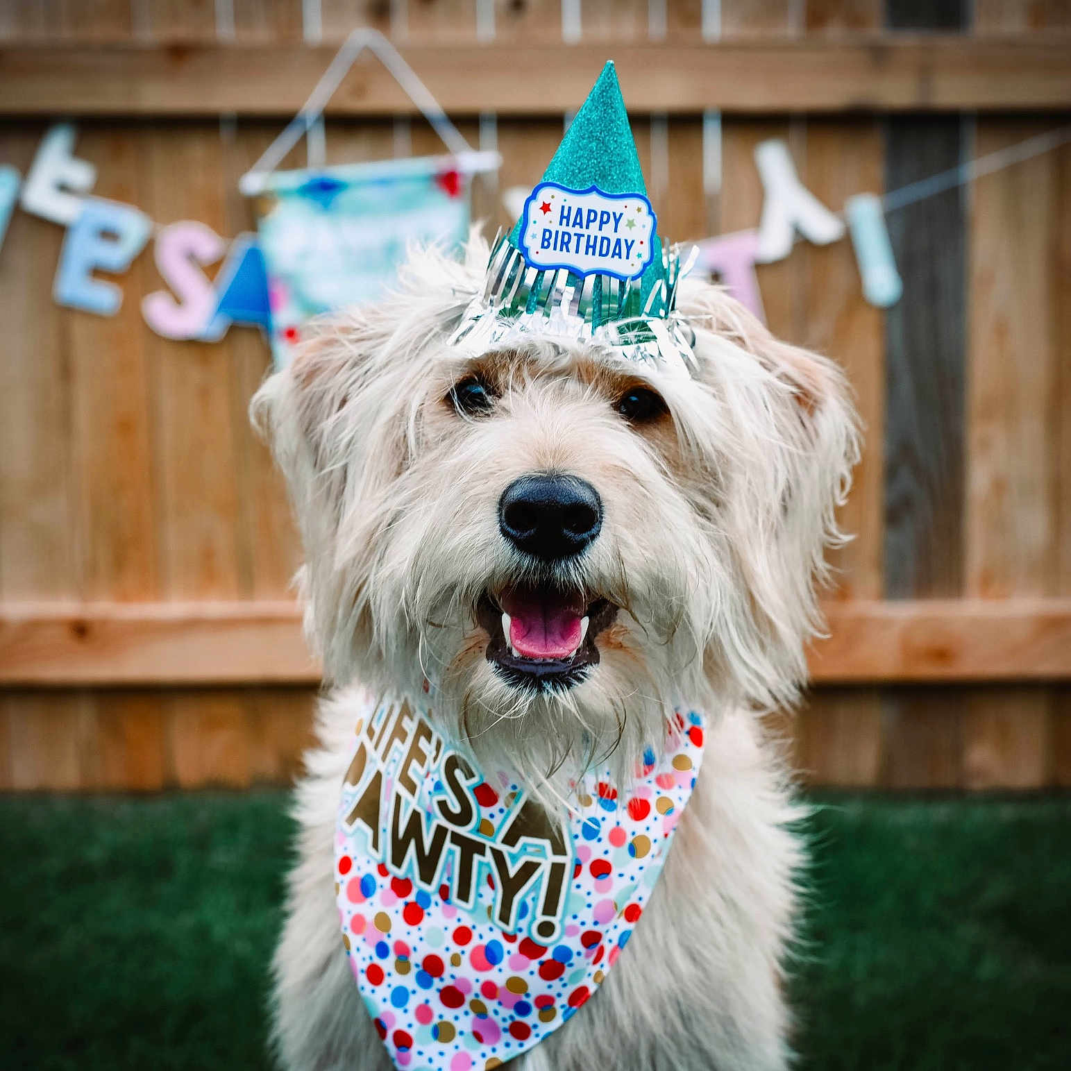 Teddy joined the competition — help win amazing prizes! accessories, animal, canine, cap, clothing, dog, face, grass, hat, head, partyhat, person, pet, photography, plant, portrait, pottedplant, puppy, terrier, wood