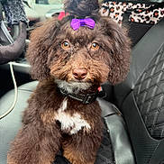Peanut joined the competition — help win amazing prizes! dog, puppy, brown_dog, fluffy, curly_fur, purple_bow, collar, white_chest, white_paws, sitting, car, car_interior, pet, portrait, close_up, cute, adorable, looking_at_camera, leather_seat, animal