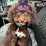 dog, puppy, brown_dog, fluffy, curly_fur, purple_bow, collar, white_chest, white_paws, sitting, car, car_interior, pet, portrait, close_up, cute, adorable, looking_at_camera, leather_seat, animal