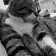 Charly participe au concours pour gagner de l'argent avec cette photo : abyssinian, animal, architecture, building, cat, computerhardware, couch, electronics, furniture, hardware, indoors, livingroom, manx, monitor, person, pet, room, screen, sleeping, tv