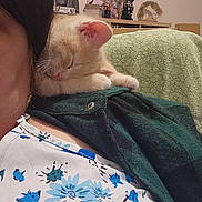 Polska participe au concours pour gagner de l'argent avec cette photo : kitten, sleeping, shoulder, person, floral_shirt, green_jacket, indoor, cozy, furniture, decorations, shelf, home, cute, young_cat, resting, animal, pet, fur, close_up, relaxation