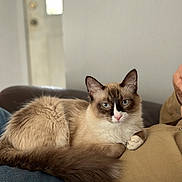 Smores is registered to the contest to win money with this photo: cat, siamese_cat, blue_eyes, fluffy, pet, indoor, lap, relaxed, feline, animal, person, jeans, beige_shirt, couch, domestic, close_up, fur, whiskers, ears, tail