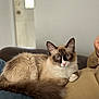 cat, siamese_cat, blue_eyes, fluffy, pet, indoor, lap, relaxed, feline, animal, person, jeans, beige_shirt, couch, domestic, close_up, fur, whiskers, ears, tail