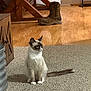 Smores is registered to the contest to win money with this photo: cat, siamese_cat, carpet, indoor, wooden_furniture, boot, curious, pet, animal, feline, sitting, floor, home, cozy, fur, whiskers, tail, ears, domestic, looking