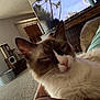 Smores joined the competition — help win amazing prizes! cat, fluffy, indoor, living_room, carpet, cat_tree, television, window_blinds, furniture, relaxing, pet, close_up, animal, cozy, domestic, feline, person_arm, couch, home, casual