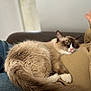 cat, fluffy, sleepy, indoor, lap, person, couch, relaxed, cozy, fur, tail, white_paws, brown_paws, resting, comfort, blurred_background, home, pet, domestic, closeup