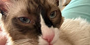 Smores joined the competition — help win amazing prizes! cat, close_up, indoor, fluffy, blue_eyes, pink_nose, feline, pet, relaxed, comfort, fur, whiskers, ear, animal, domestic, home, person, furniture, blurred_background, light