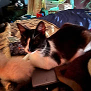 Sammy Jo is registered to the contest to win money with this photo: cat, black_and_white, bed, blanket, indoor, feline, blur, clutter, animal, resting, pet, soft, fur, cozy, domestic, whiskers, ears, sleepy, comfort, household