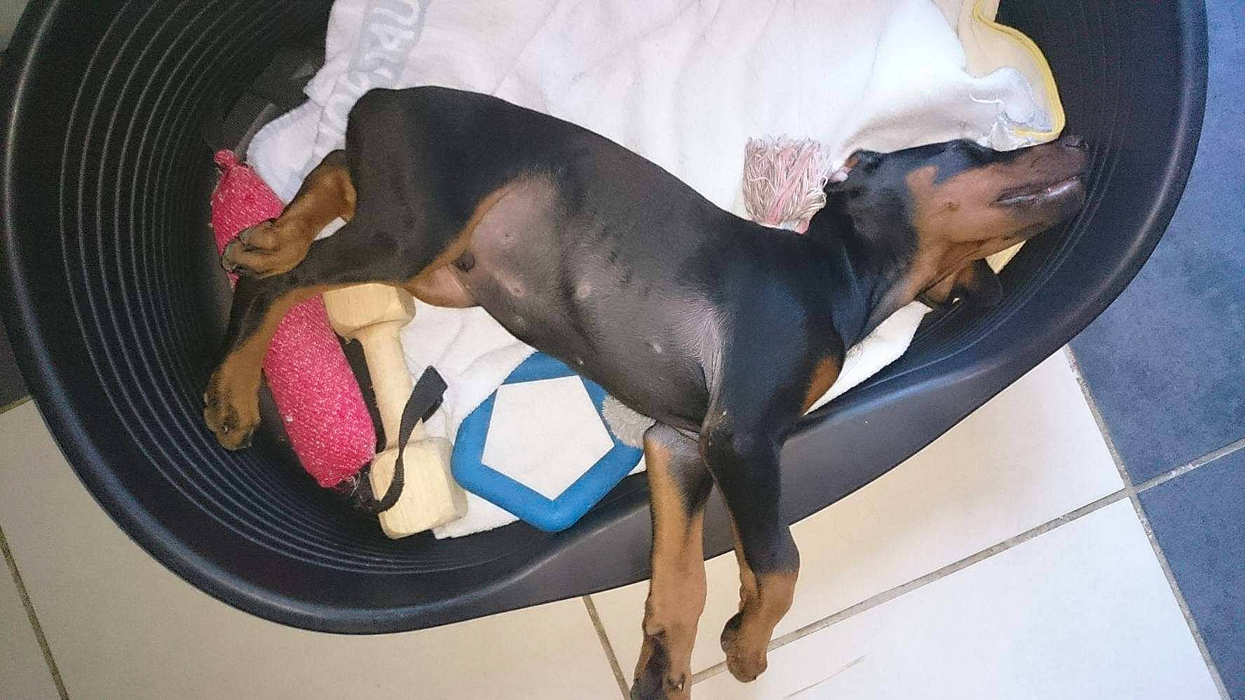 Musher participe au concours pour gagner de l'argent avec cette photo : canidae, carnivore, dobermann, dog, dog_breed, english_toy_terrier, fawn, german_pinscher, guard_dog, hellenikos_ichnilatis, mammal, manchester_terrier, miniature_pinscher, non_sporting_group, pinscher, prazsky_krysarik, toy_dog, toy_manchester_terrier, transylvanian_hound, vertebrate