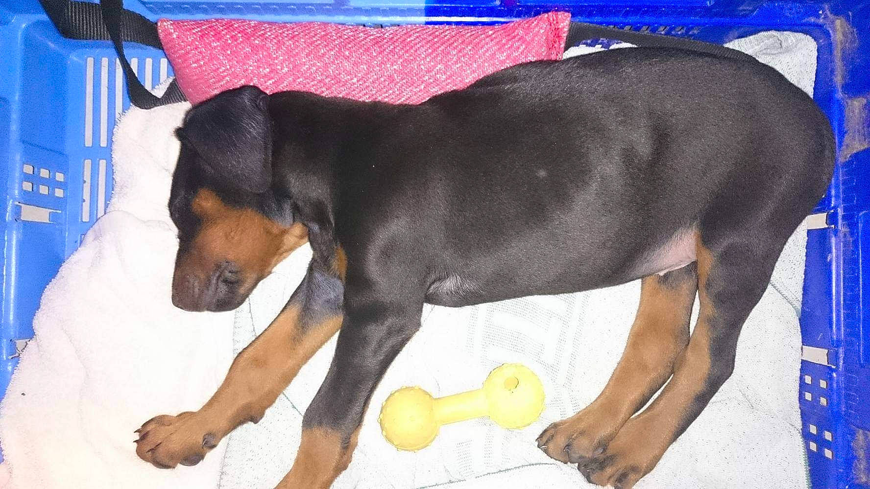 Musher participe au concours pour gagner de l'argent avec cette photo : austrian_black_and_tan_hound, canidae, carnivore, dobermann, dog, dog_breed, fawn, german_pinscher, guard_dog, huntaway, mammal, manchester_terrier, miniature_pinscher, pinscher, snout, transylvanian_hound, vertebrate