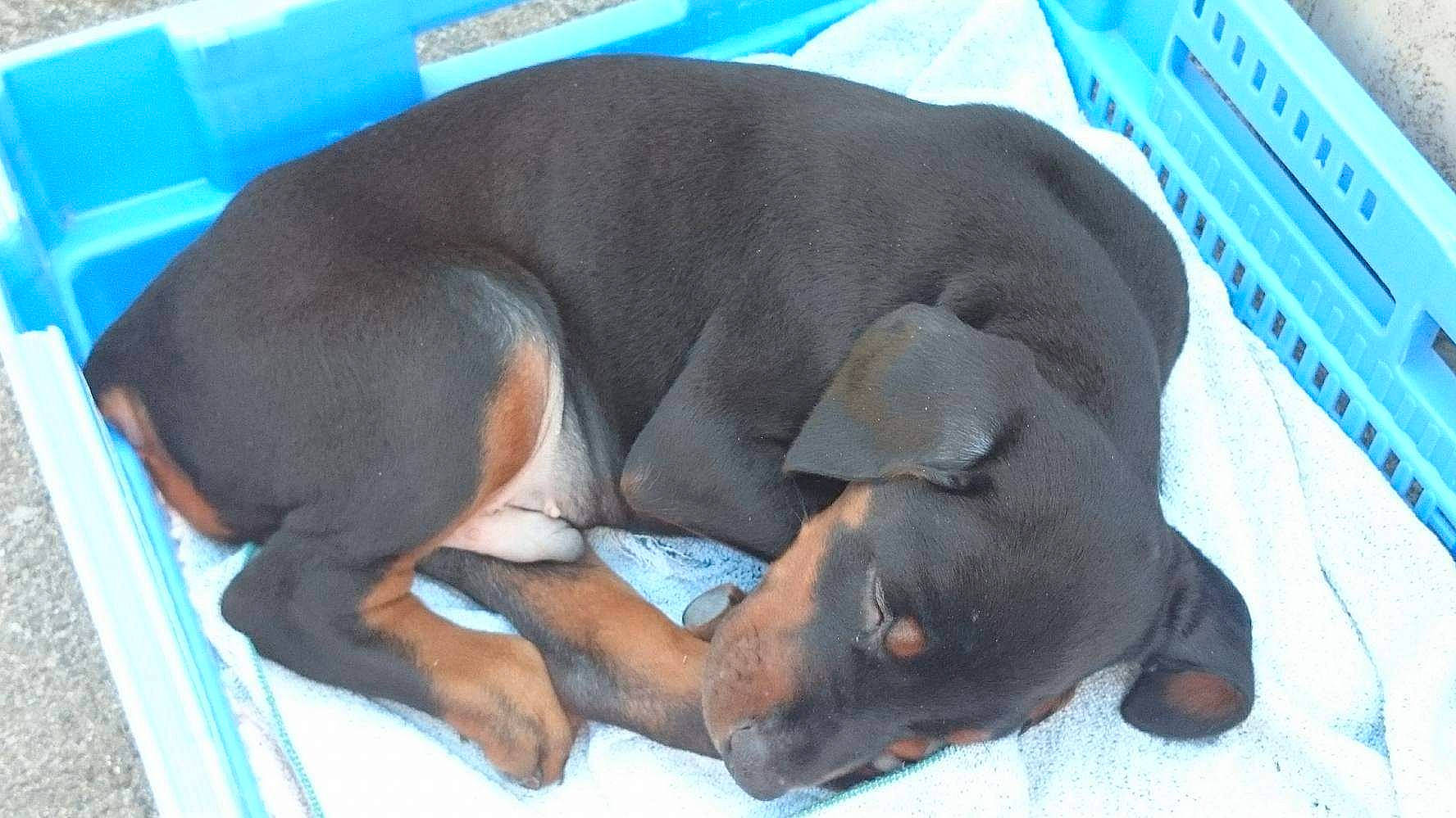 Musher a rejoint le concours — aidez-le/la à gagner de superbes lots ! canidae, carnivore, companion_dog, dobermann, dog, dog_breed, fawn, german_pinscher, guard_dog, mammal, manchester_terrier, miniature_pinscher, pinscher, puppy, snout, vertebrate