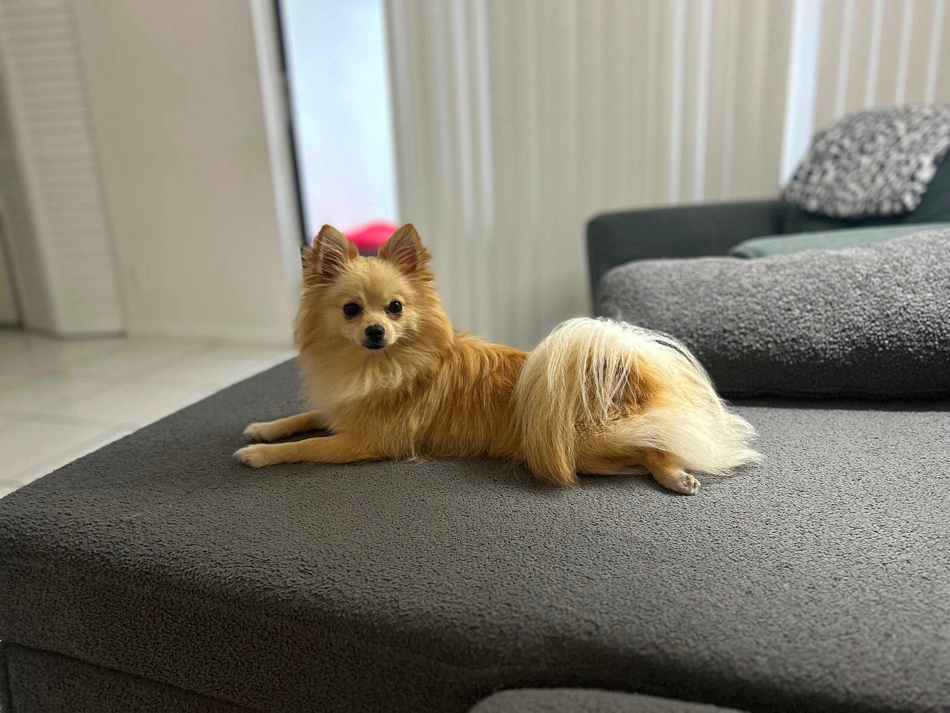 Chico