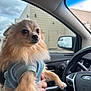 Chico joined the competition — help win amazing prizes! dog, small_dog, fluffy, car_interior, steering_wheel, window, side_mirror, blue_sweater, pet, animal, furry, cute, looking_out, hand_holding, ford_logo, cloudy_sky, vehicle, seat, dashboard, companion