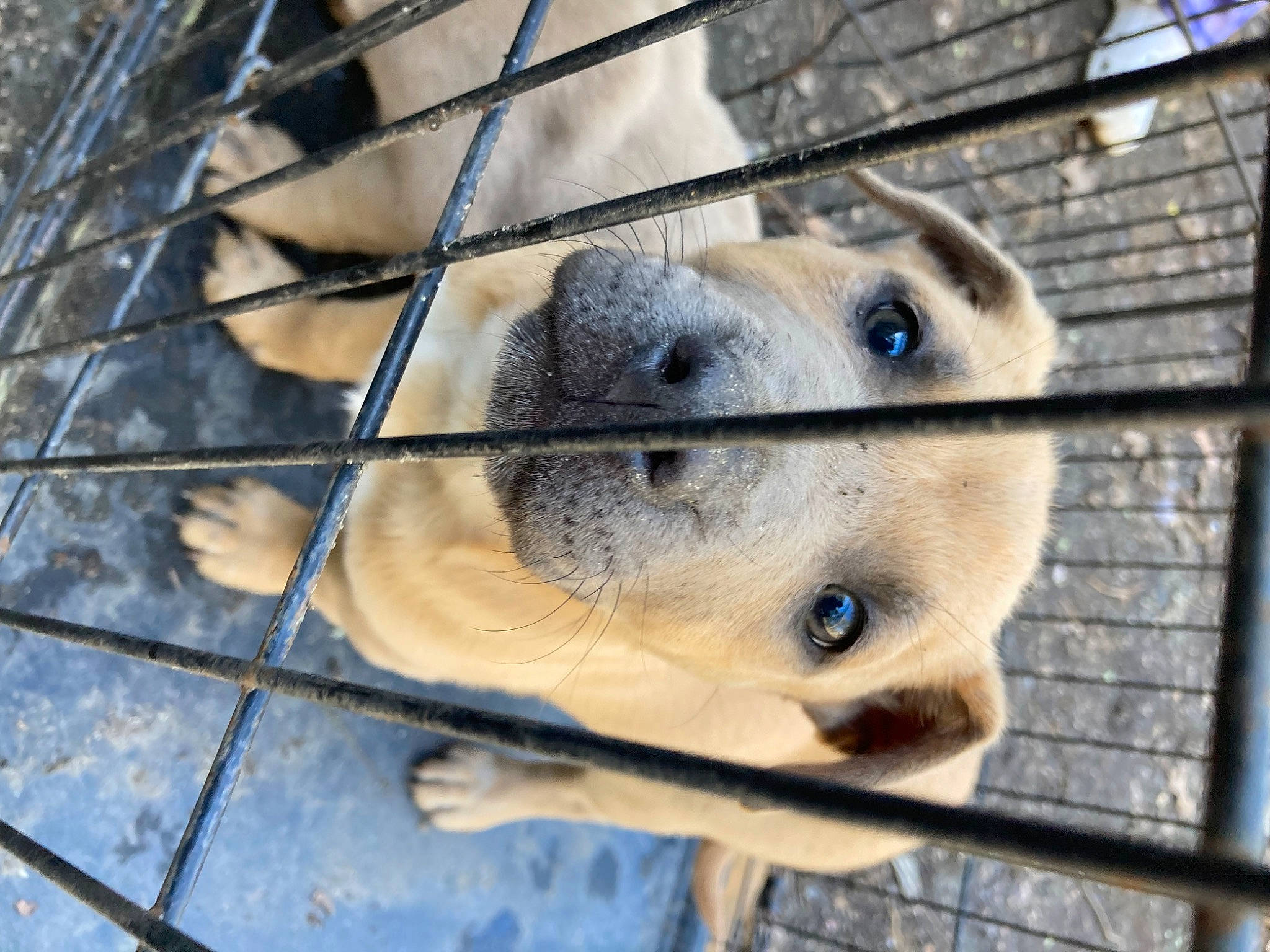 Chaleur joined the competition — help win amazing prizes! animal_shelter, cage, canidae, carnivore, companion_dog, dog, dog_breed, fawn, felidae, fence, fur, marsupial, mesh, pet_supply, service, snout, sporting_group, terrestrial_animal, whiskers, wildlife