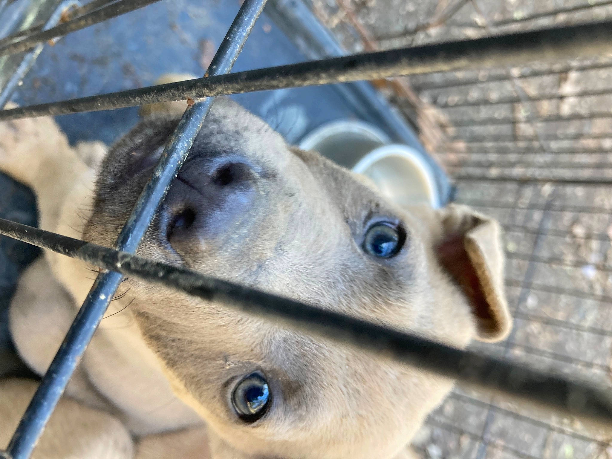 Snickers joined the competition — help win amazing prizes! animal_shelter, cage, chain_link_fencing, dog_breed, electric_blue, eyelash, fawn, fence, fur, marsupial, mesh, metal, pet_supply, snout, terrestrial_animal, wallaby, whiskers, wildlife, wire_fencing, working_animal