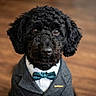 dog, black_dog, curly_fur, bow_tie, suit, formal_wear, portrait, indoor, wooden_floor, pet, cute, animal, furry, looking_at_camera, close_up, adorable, domestic_animal, fashion, groomed, well_dressed