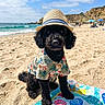dog, poodle, beach, sand, ocean, hat, clothing, towel, sunny, vacation, summer, cute, pet, animal, outdoor, waves, relaxing, holiday, tropical, portrait