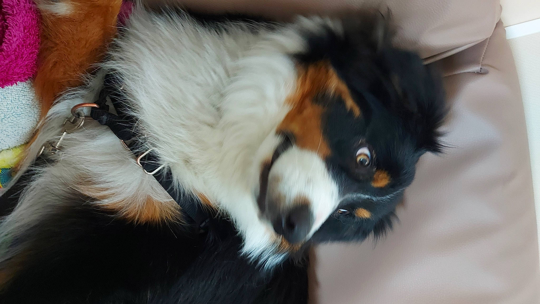 Taz a rejoint le concours — aidez-le/la à gagner de superbes lots ! bernese_mountain_dog, canidae, carnivore, collie, companion_dog, dog, dog_breed, fur, herding_dog, mammal, snout, sporting_group, tail, terrestrial_animal, toy_dog, vertebrate, whiskers, wildlife, working_animal, working_dog