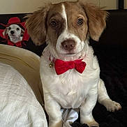 Hunny is registered to the contest to win money with this photo: dog, bow_tie, pet, animal, bed, pillow, blanket, indoor, portrait, cute, brown_and_white, small_dog, looking_at_camera, decor, photograph, furniture, companion, domestic_animal, sitting, red_accessory