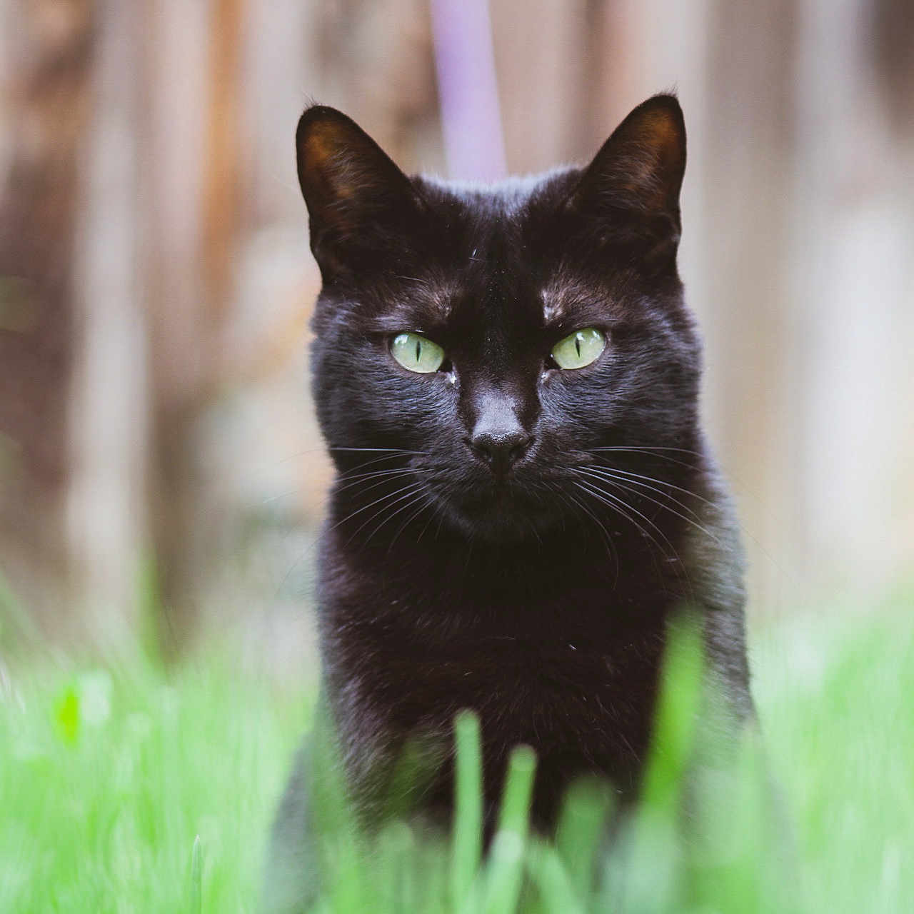 Luna joined the competition — help win amazing prizes! animal, black_cat, blurred_background, cat, close_up, daylight, ears, feline, focused, fur, garden, grass, green_eyes, intense_gaze, nature, outdoor, pet, portrait, sitting, whiskers