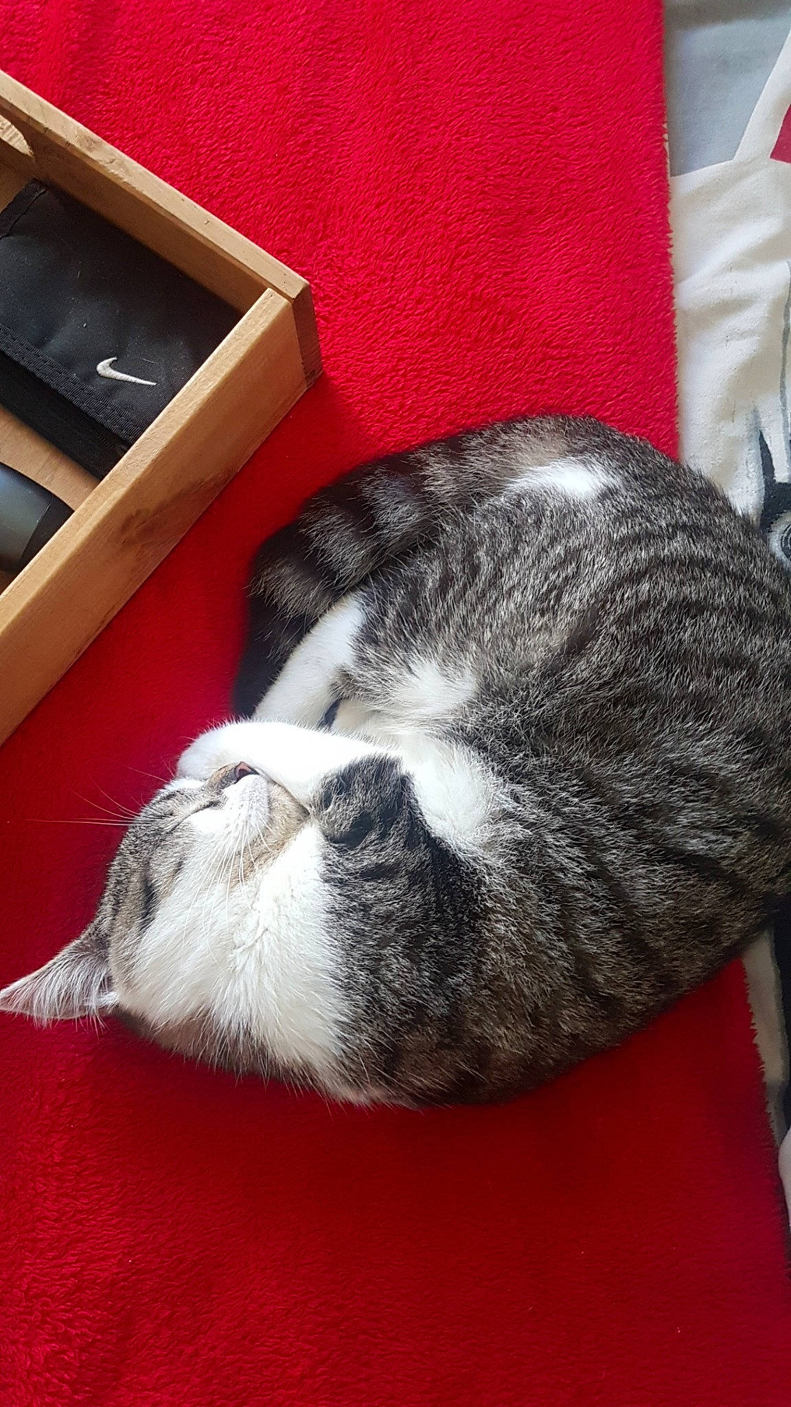 Erza a rejoint le concours — aidez-le/la à gagner de superbes lots ! carnivore, cat, cat_bed, domestic_short_haired_cat, european_shorthair, felidae, fur, nap, paw, sleep, small_to_medium_sized_cats, snout, tabby_cat, whiskers