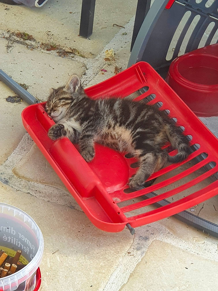 Tigrou participe au concours pour gagner de l'argent avec cette photo : carnivore, cat, domestic_short_haired_cat, dragon_li, european_shorthair, felidae, kitten, small_to_medium_sized_cats, tabby_cat, whiskers