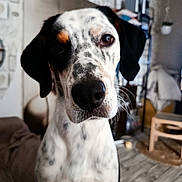 Ades participe au concours pour gagner de l'argent avec cette photo : dog, hound, spotted_coat, black_and_white, floppy_ears, close_up, portrait, nose, eyes, whiskers, pet, animal, indoors, living_room, couch, wood_floor, furniture, curious, calm, photography