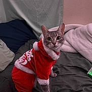 Pom Pom is registered to the contest to win money with this photo: animal, bed, blanket, cat, christmas_outfit, costume, cute, domestic_cat, ears, eyes, festive, fur, gray_cat, holiday, indoor, looking, pet, red_clothing, sitting, whiskers