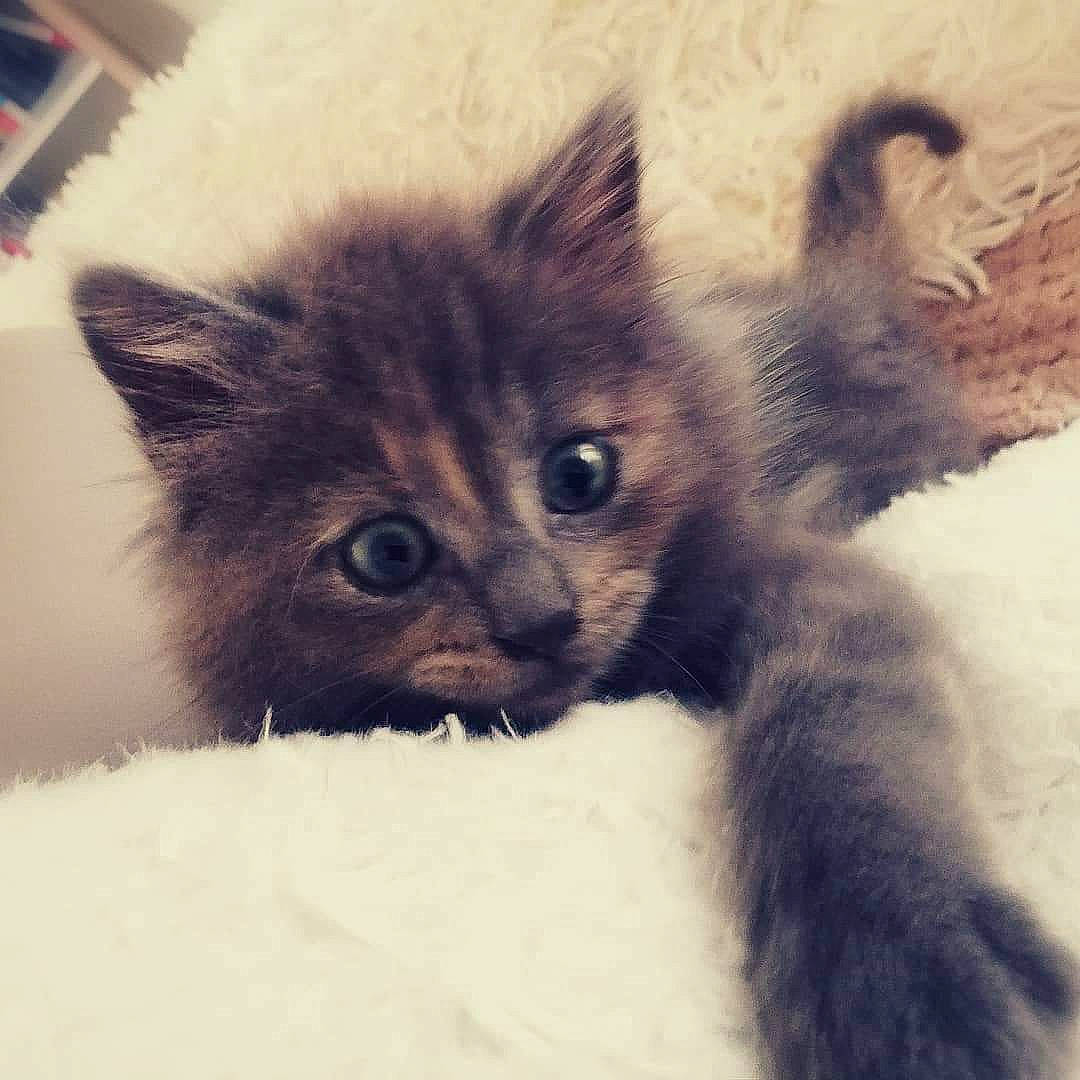 Plume a rejoint le concours — aidez-le/la à gagner de superbes lots ! asian, british_longhair, british_semi_longhair, carnivore, cat, domestic_long_haired_cat, ear, eye, felidae, fur, kitten, mammal, nose, polydactyl_cat, ragamuffin, siberian, small_to_medium_sized_cats, snout, tail, whiskers