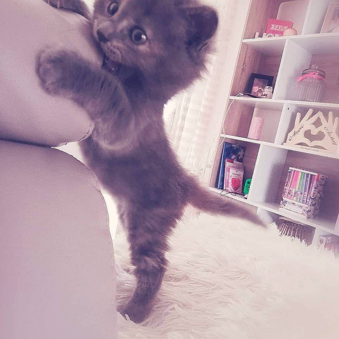 Plume participe au concours pour gagner de l'argent avec cette photo : american_curl, asian, carnivore, cat, ear, eye, felidae, fur, german_rex, kitten, laperm, maine_coon, mammal, munchkin, polydactyl_cat, skin, small_to_medium_sized_cats, tail, turkish_angora, whiskers