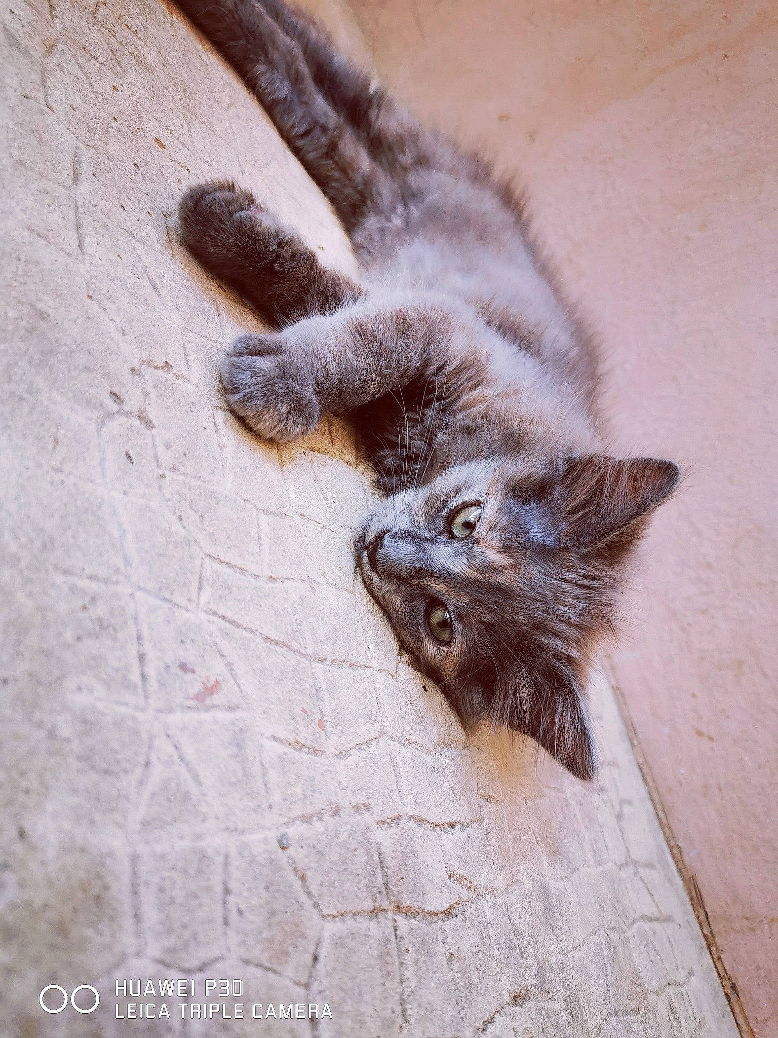 Plume a rejoint le concours — aidez-le/la à gagner de superbes lots ! carnivore, cat, claw, domestic_short_haired_cat, felidae, fur, kitten, korat, nebelung, organism, russian_blue, small_to_medium_sized_cats, tail, whiskers