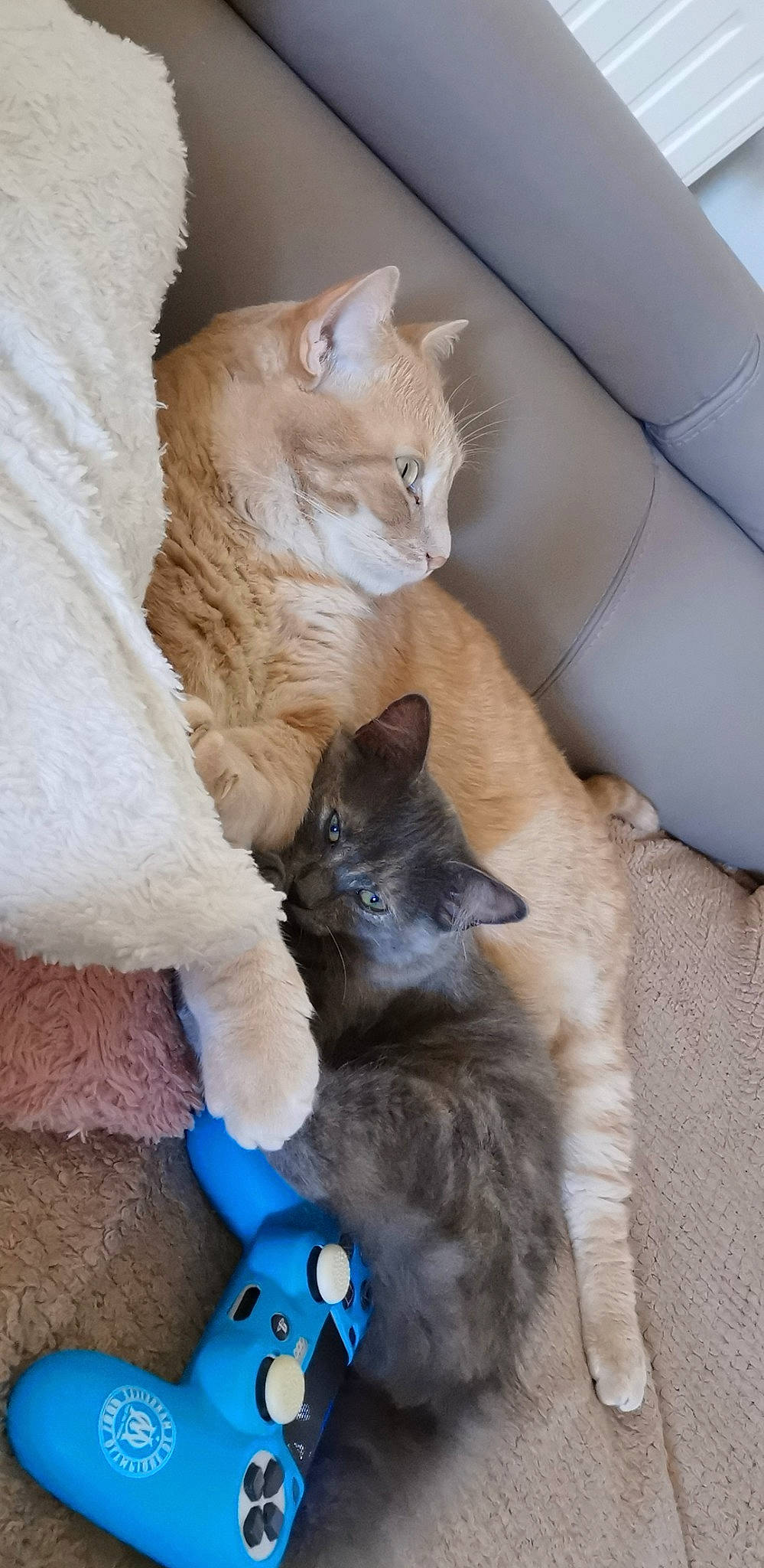 Plume a rejoint le concours — aidez-le/la à gagner de superbes lots ! carnivore, cat, domestic_short_haired_cat, european_shorthair, fawn, felidae, german_rex, kitten, mammal, nebelung, ojos_azules, russian_blue, small_to_medium_sized_cats, whiskers