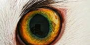 Aïka participe au concours pour gagner de l'argent avec cette photo : cat, eye, close_up, fur, animal, reflection, orange, green, iris, whiskers, pet, macro, detail, white_fur, nature, wildlife, portrait, sharp, focus, animal_eye