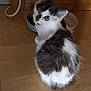 Aïka participe au concours pour gagner de l'argent avec cette photo : cat, black_and_white, fluffy, pet, animal, indoor, wooden_floor, food_bowl, cabinet, curious, sitting, looking_back, whiskers, ears, fur, domestic_cat, feline, cute, household, companion