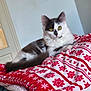 Aïka participe au concours pour gagner de l'argent avec cette photo : cat, kitten, animal, pet, feline, fluffy, yellow_eyes, blanket, red, white, snowflake_pattern, indoor, cozy, resting, cute, curious, soft, fur, relaxed, comfort