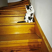 Aïka a rejoint le concours — aidez-le/la à gagner de superbes lots ! kitten, cat, stairs, wooden_stairs, indoor, pet, curious, feline, animal, young_cat, white_wall, wood_texture, floor, paw, small, cute, sitting, domestic_cat, fur, ears