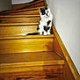 kitten, cat, stairs, wooden_stairs, indoor, pet, curious, feline, animal, young_cat, white_wall, wood_texture, floor, paw, small, cute, sitting, domestic_cat, fur, ears