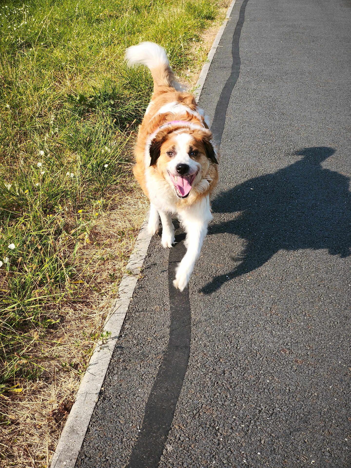 Texane participe au concours pour gagner de l'argent avec cette photo : dog, canine, happy, outdoor, walking, grass, path, sunlight, shadow, nature, pet, fur, tongue_out, tail, pavement, smiling, summer, daytime, playful, animal