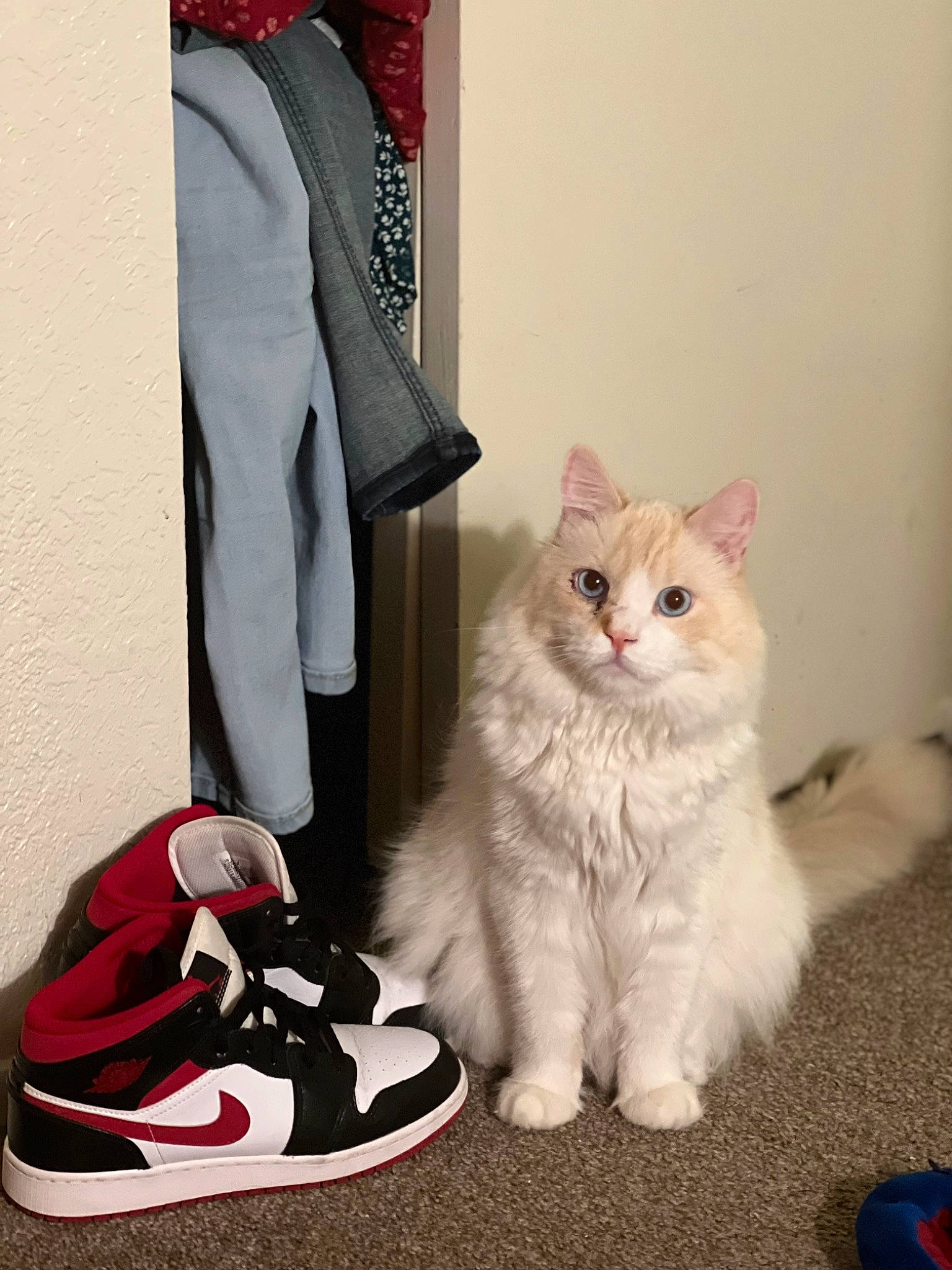 J White is registered to the contest to win money with this photo: athletic_shoe, carmine, carnivore, cat, claw, comfort, domestic_short_haired_cat, felidae, foot, fur, gesture, grey, paw, sitting, sleeve, small_to_medium_sized_cats, sportswear, tail, walking_shoe, whiskers