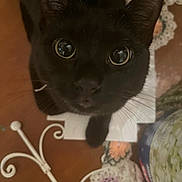 Nyx joined the competition — help win amazing prizes! animal, black_cat, cat, close_range, close_up, crochet, curious, decor, doily, domestic, eyes, face, feline, indoor, looking_up, pattern, pet, reflection, table, whiskers