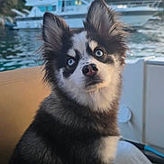 Apy participe au concours pour gagner de l'argent avec cette photo : dog, blue_eyes, fluffy, boat, water, yacht, trees, outdoor, pet, animal, curious, sitting, seat, fur, nature, sky, daylight, portrait, canine, closeup