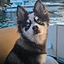dog, blue_eyes, fluffy, boat, water, yacht, trees, outdoor, pet, animal, curious, sitting, seat, fur, nature, sky, daylight, portrait, canine, closeup