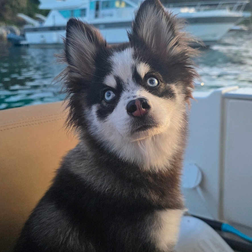 Apy participe au concours pour gagner de l'argent avec cette photo : animal, blue_eyes, boat, canine, closeup, curious, daylight, dog, fluffy, fur, nature, outdoor, pet, portrait, seat, sitting, sky, trees, water, yacht